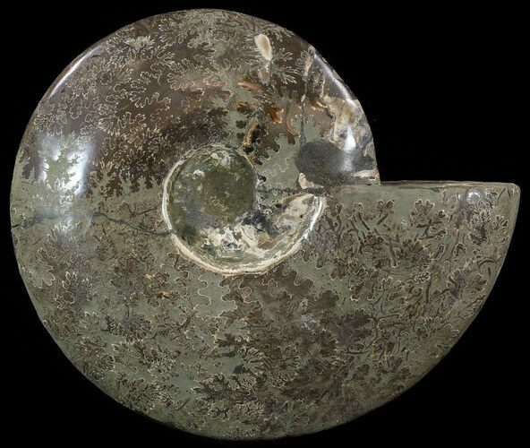 Wide, Polished Ammonite Fossil - Madagascar #52519